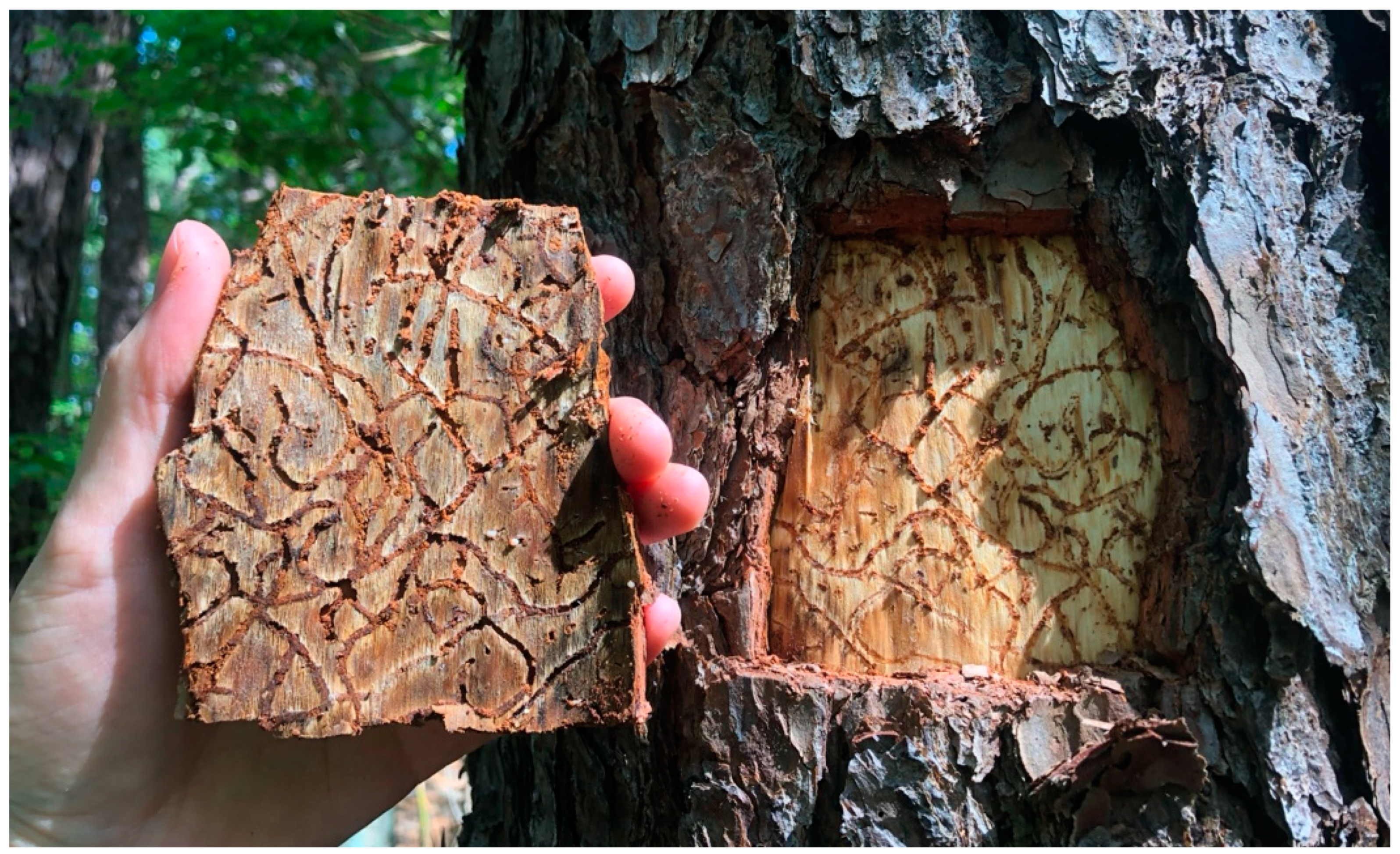 Remotesensing 16 02608 g002