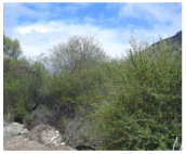 Remotesensing 16 03219 i003