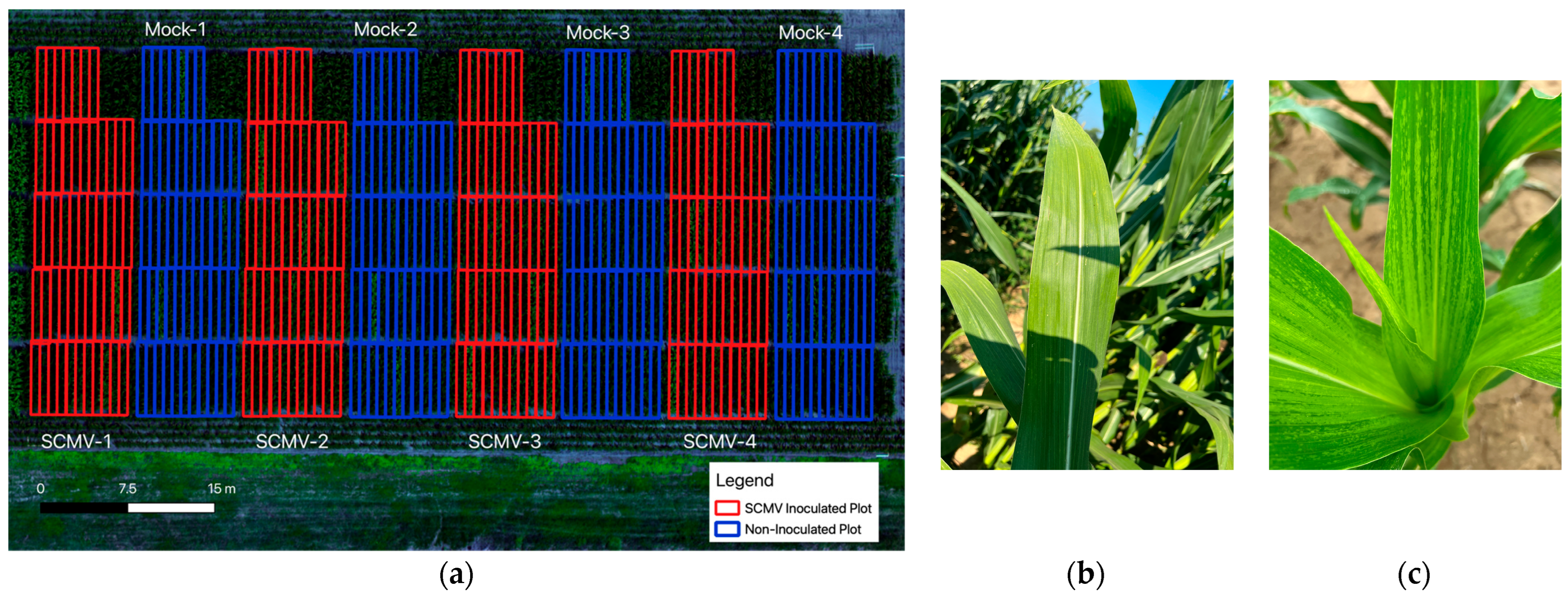 Remotesensing 16 03296 g001 Remotesensing 16 03296 g001