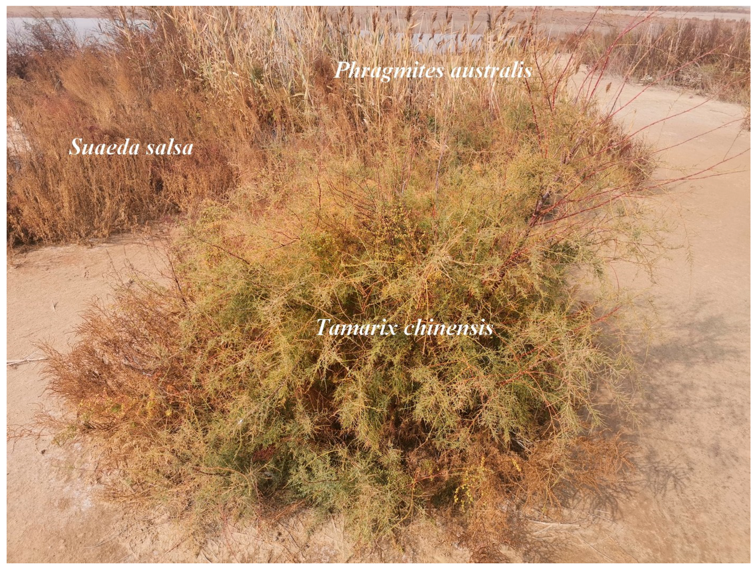 Remotesensing 16 03495 g002 Remotesensing 16 03495 g002