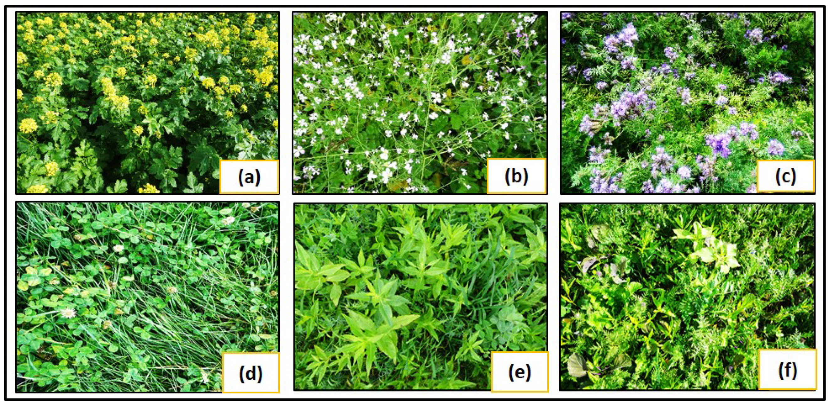 Remotesensing 16 03737 g002 Remotesensing 16 03737 g002