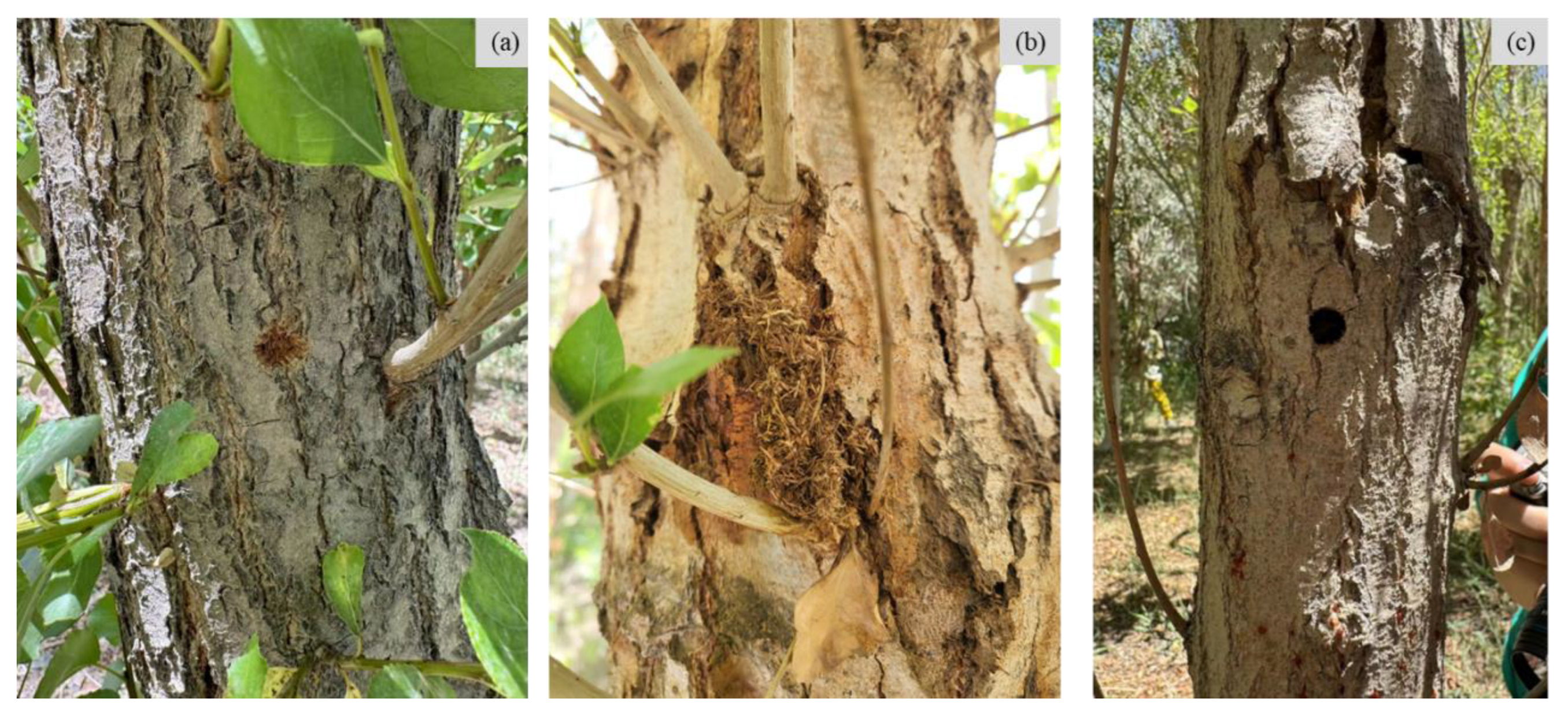 Remotesensing 16 03751 g003