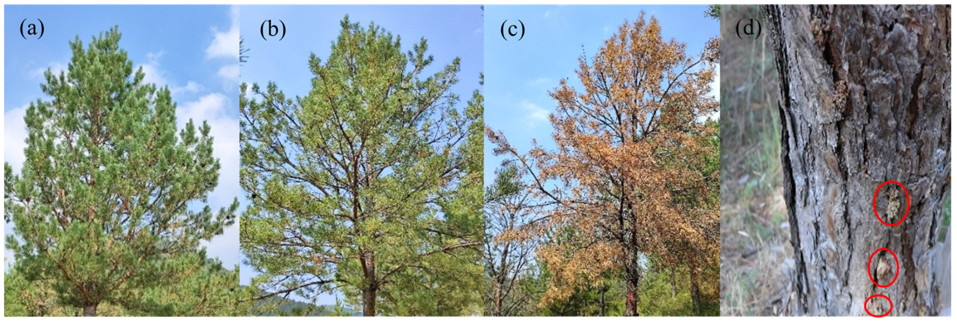 Remotesensing 16 03840 g002