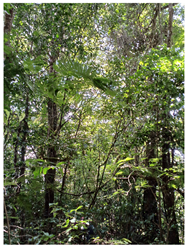 Remotesensing 16 04776 i002