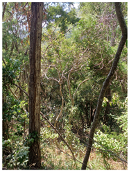 Remotesensing 16 04776 i003