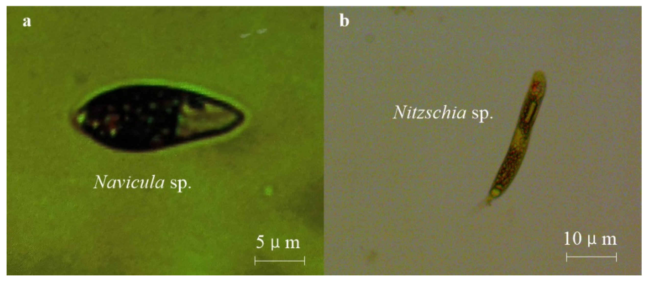 Remotesensing 17 00309 g002