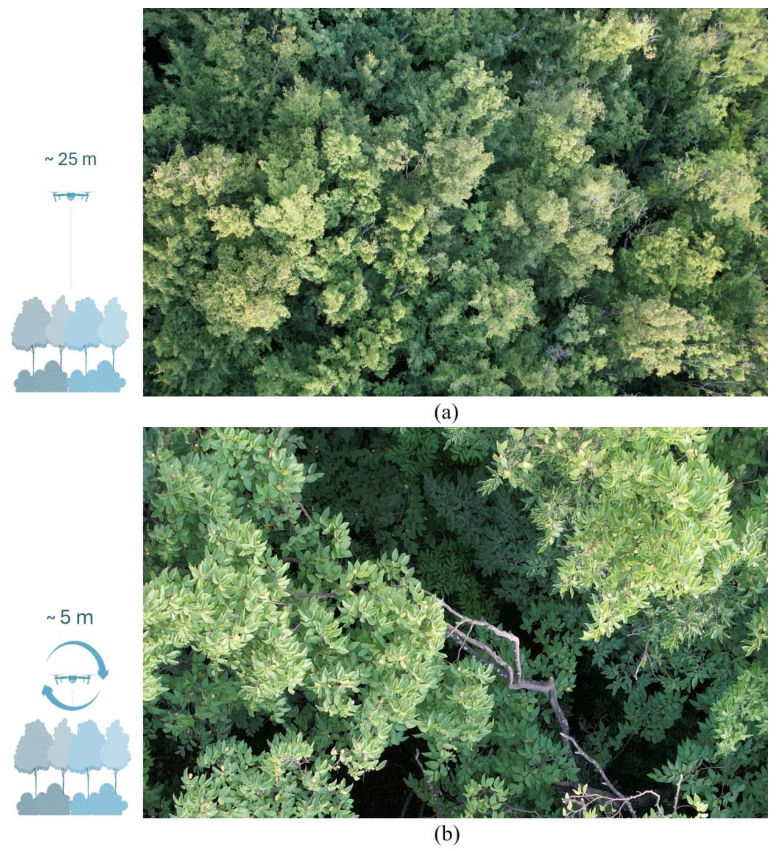 Remotesensing 17 00330 g003