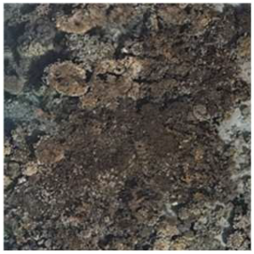 Remotesensing 17 00485 i001 Remotesensing 17 00485 i001