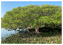 Remotesensing 17 00898 i015