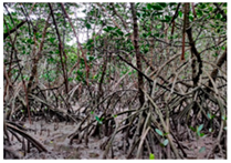 Remotesensing 17 00898 i019