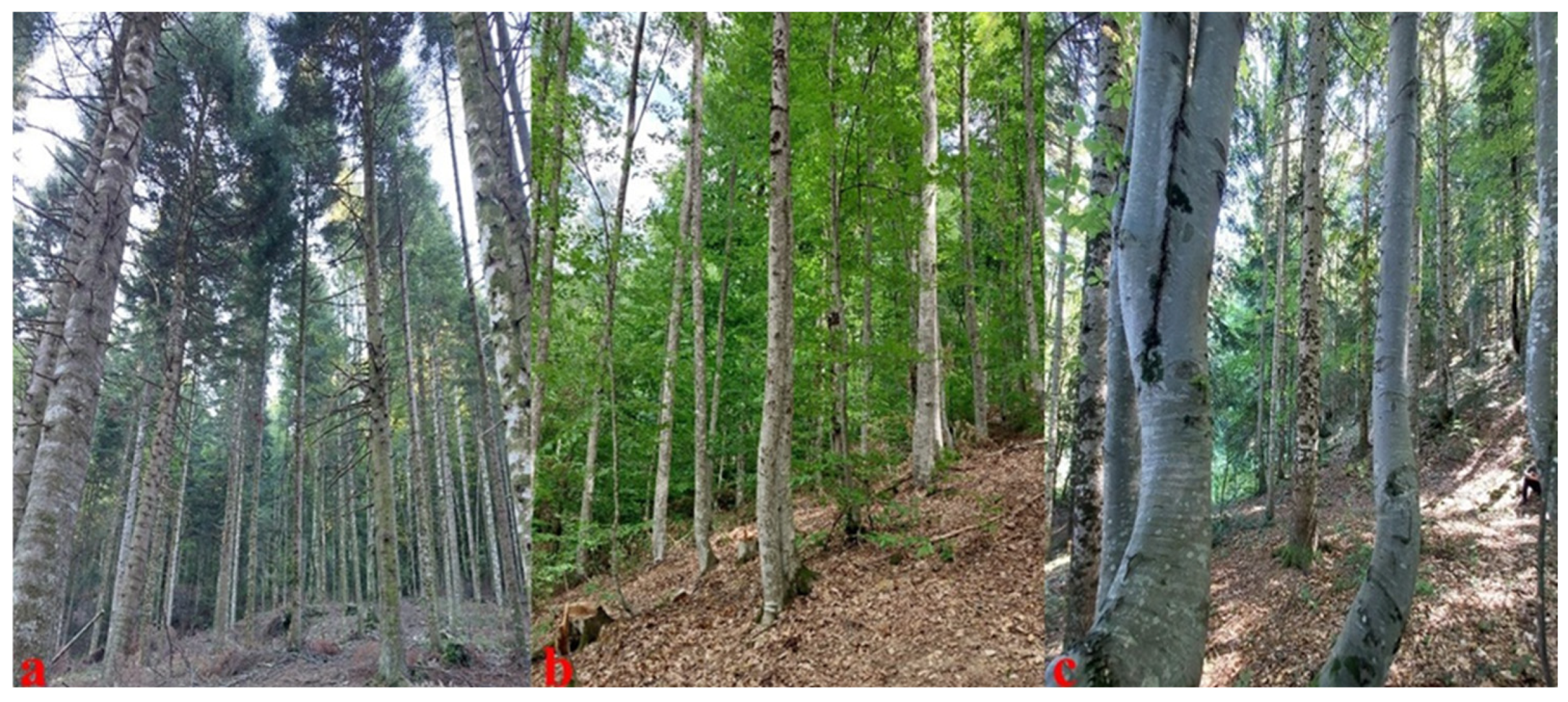 Remotesensing 17 01063 g002