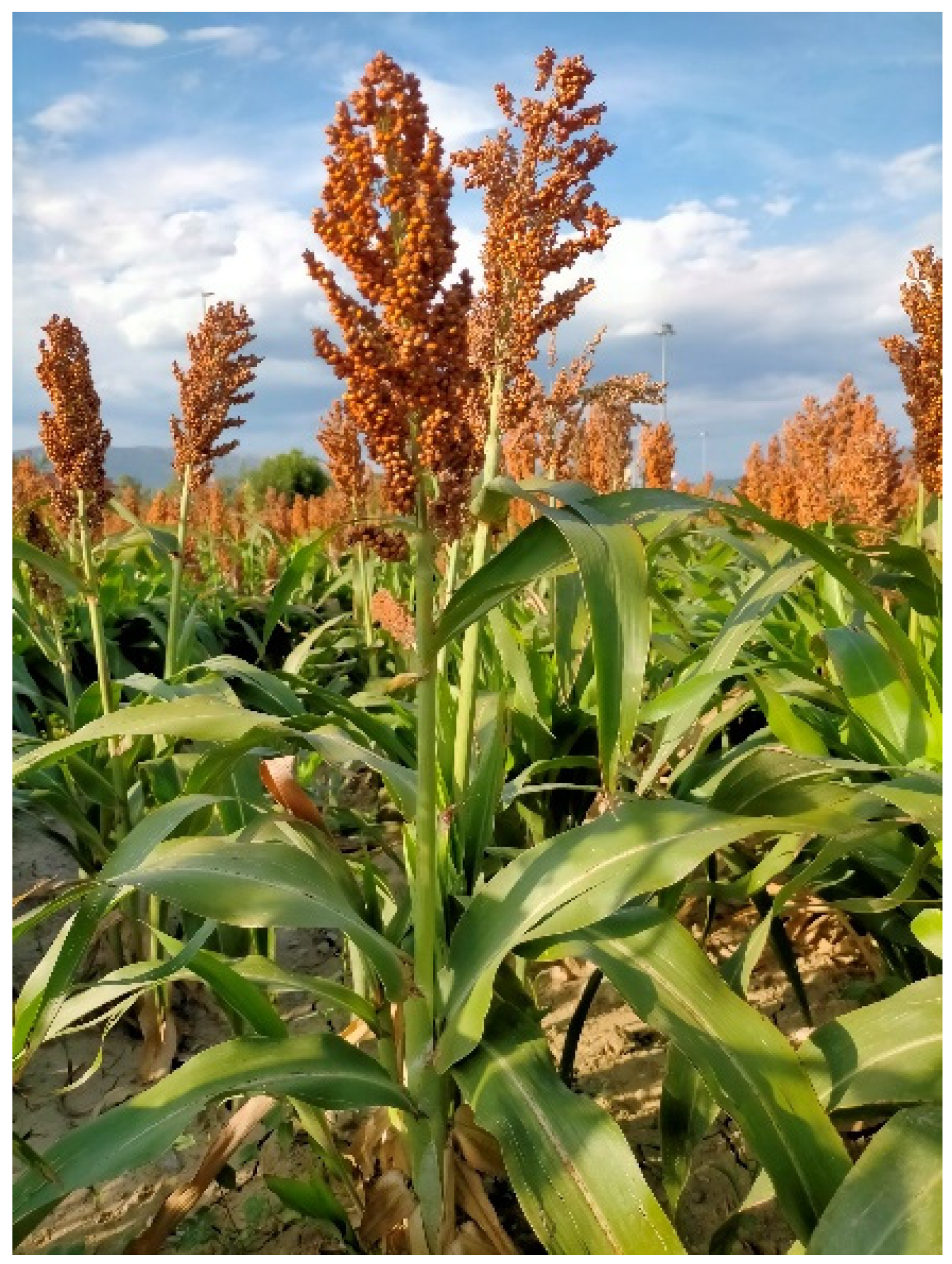 Remotesensing 17 01591 g004