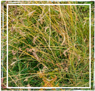 Remotesensing 17 02114 i003