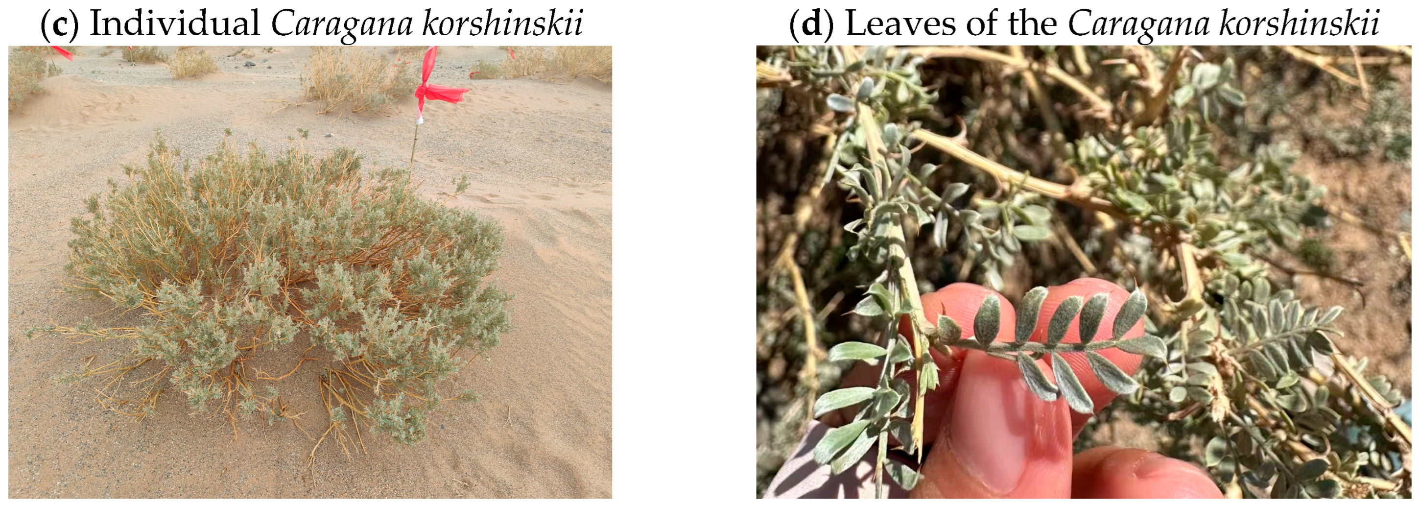 Remotesensing 17 02665 g002b