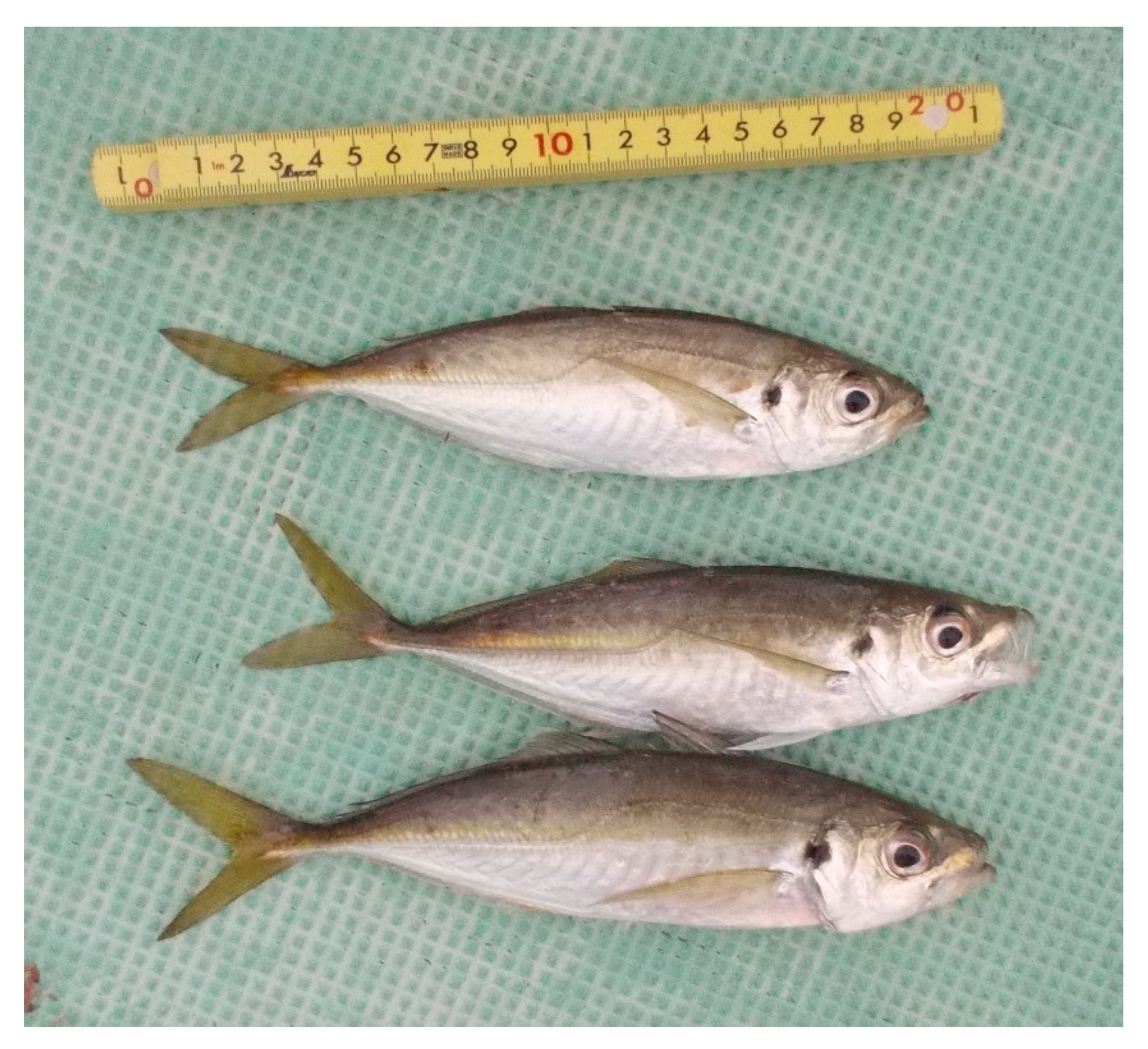 Remotesensing 17 03255 g005