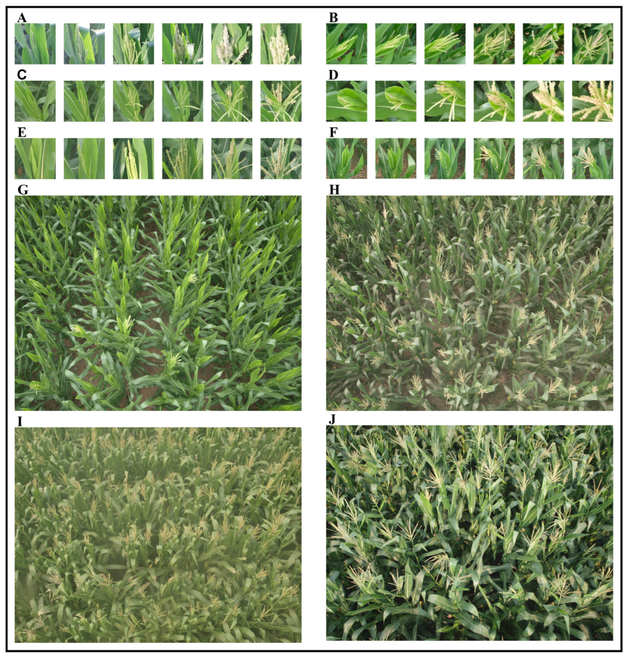 Remotesensing 17 03735 g001