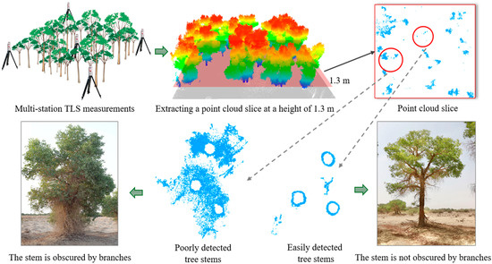 Selecting the Optimal Approach for Individual Tree Segmentation in ...