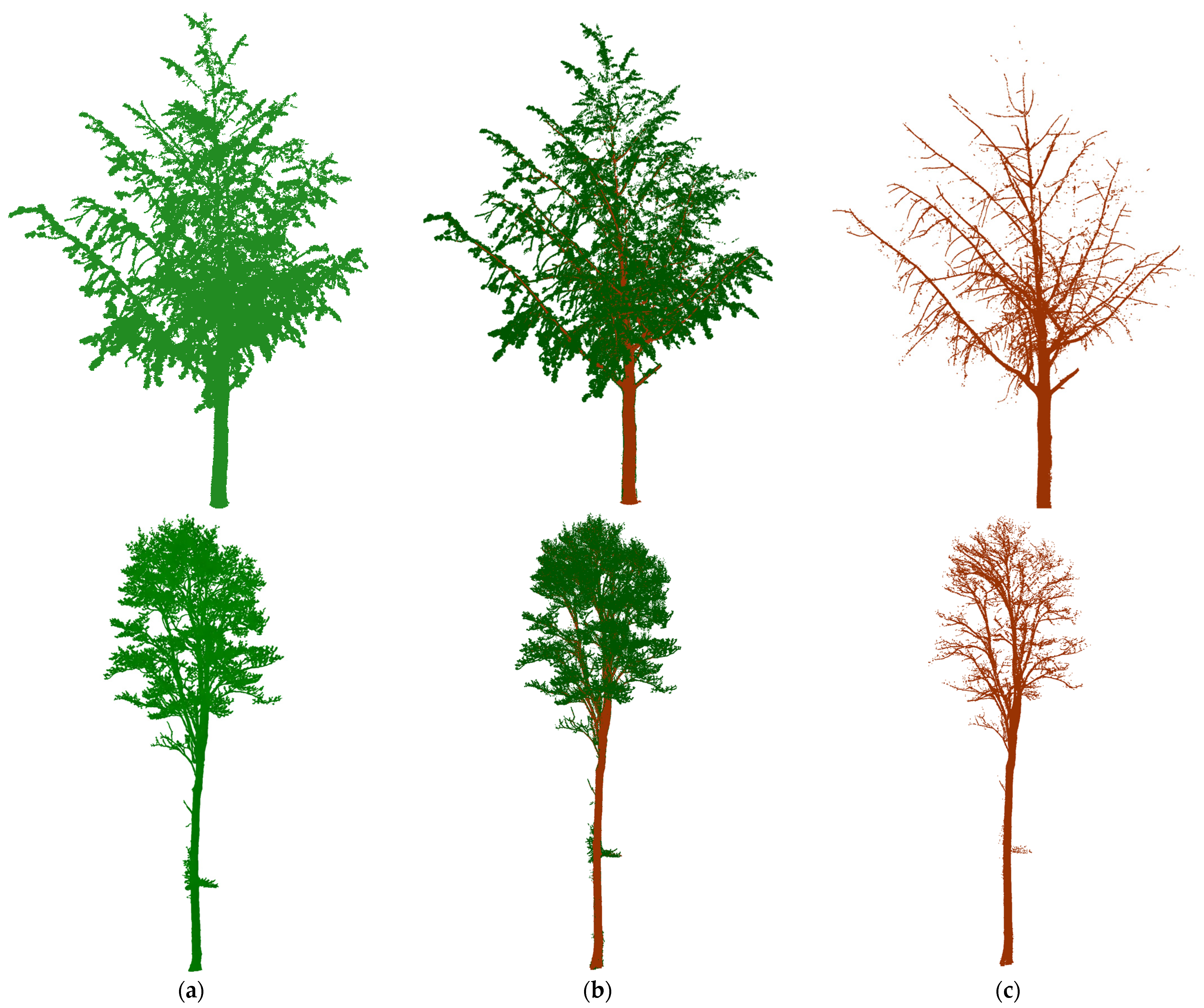 P4l Tree Tree Species Classification from TLS Point Clouds Using Multi-Task ...