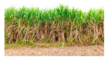 Remotesensing 18 02027 i004