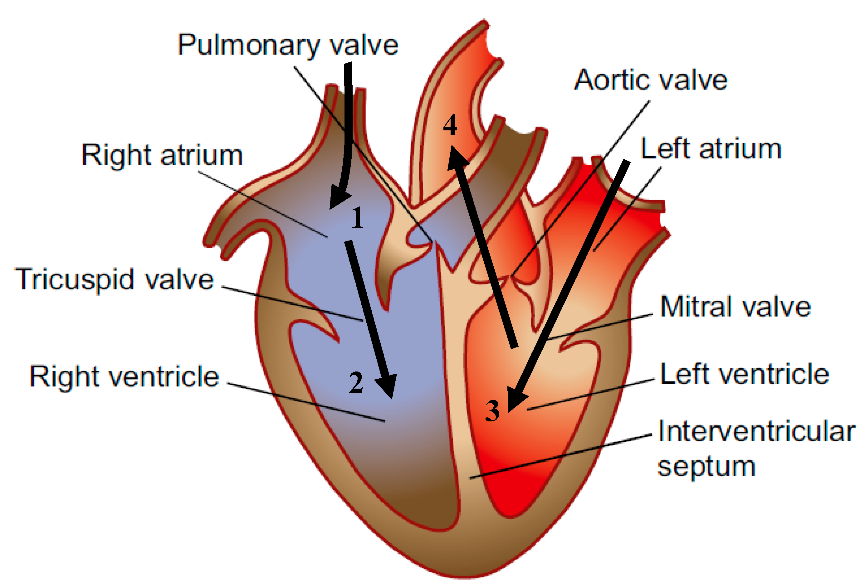 Aortic sales balloon pump