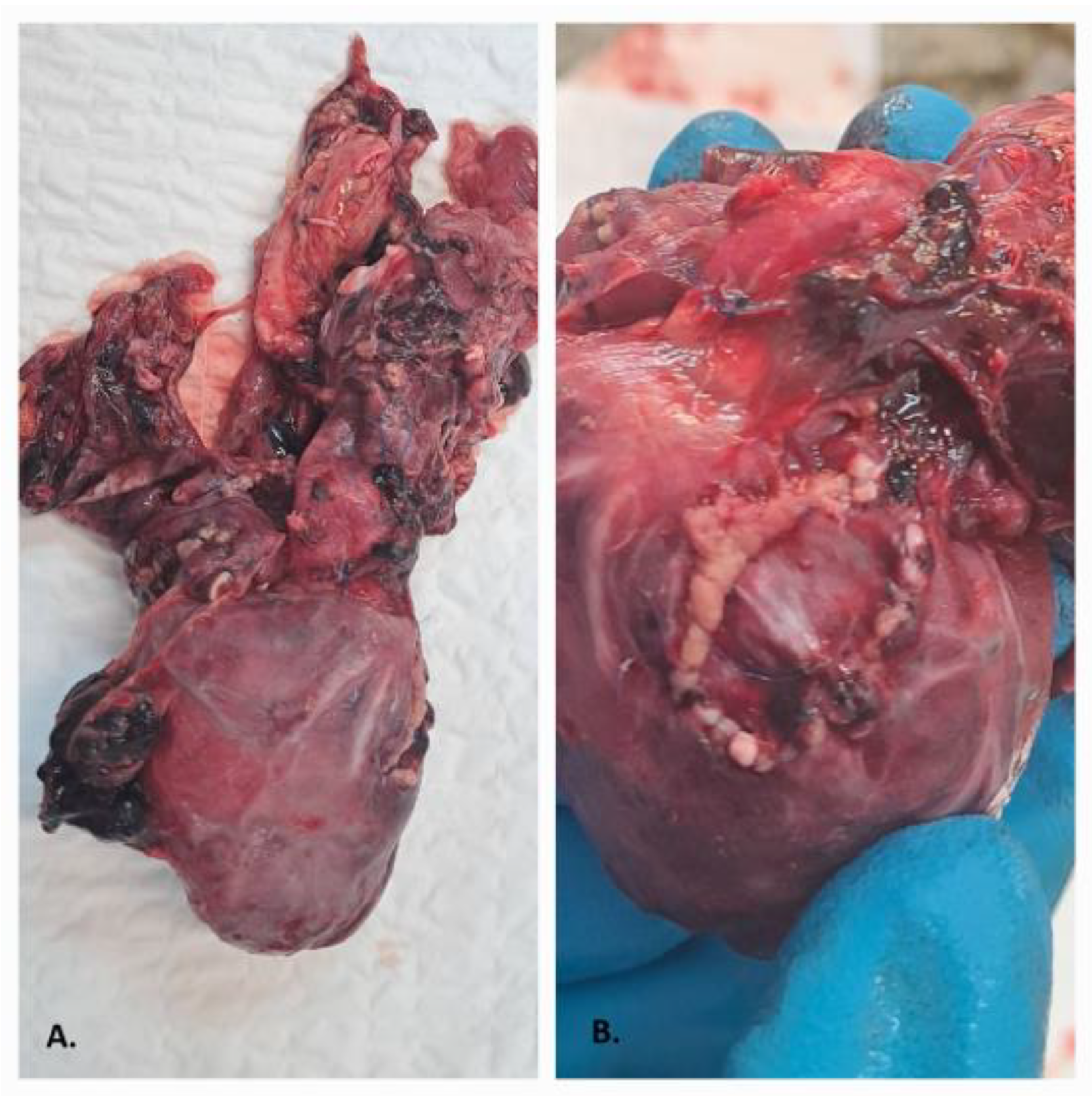 Reports 06 00050 g002