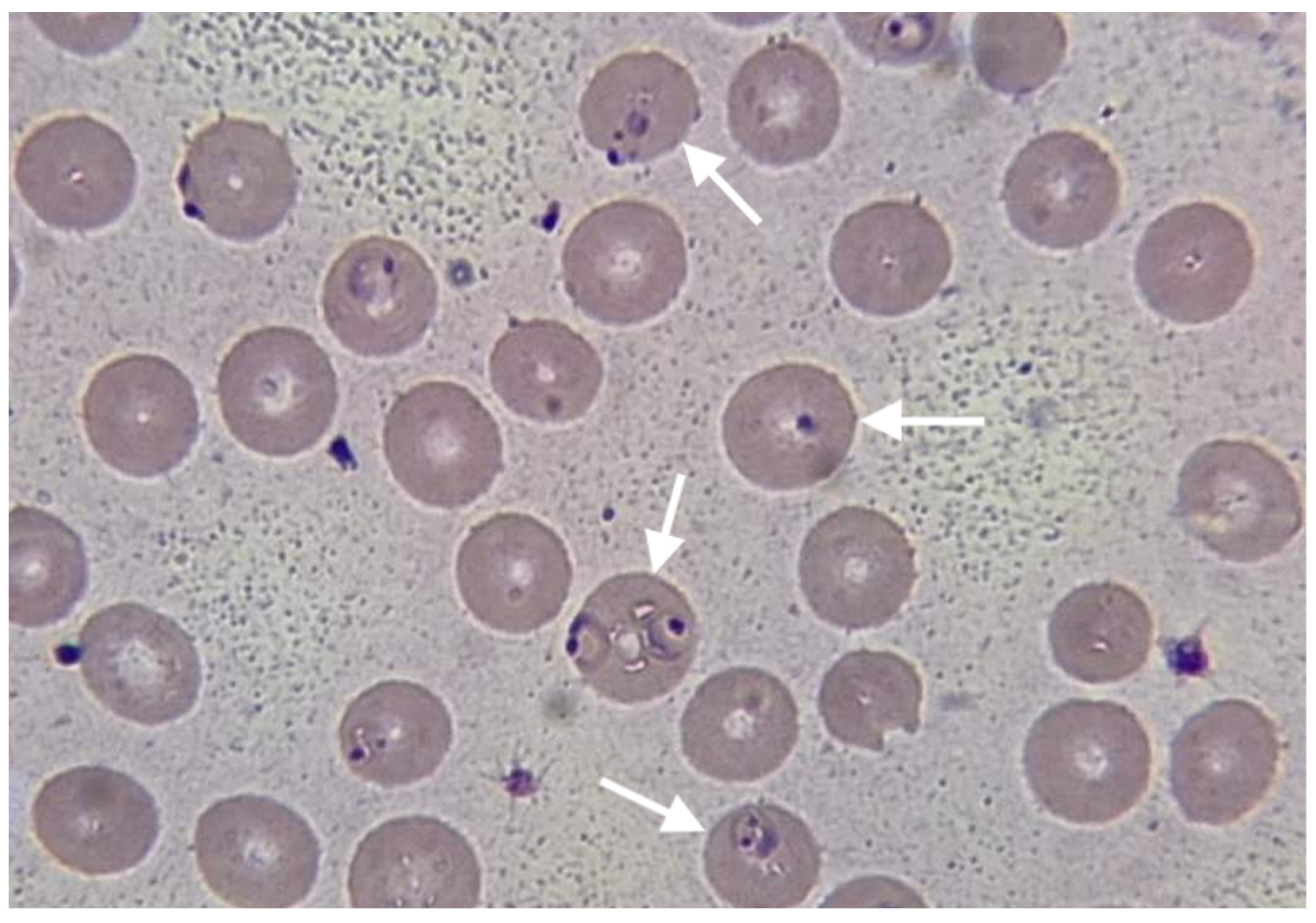 Reports 06 00053 g001