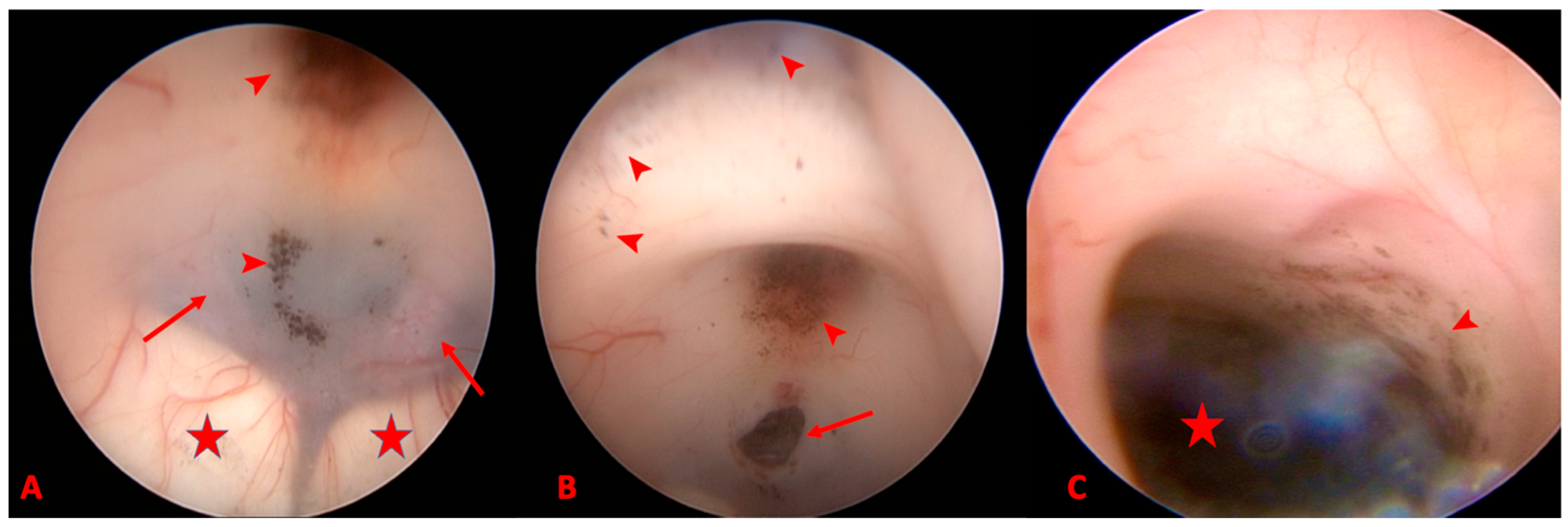 Reports 07 00049 g002