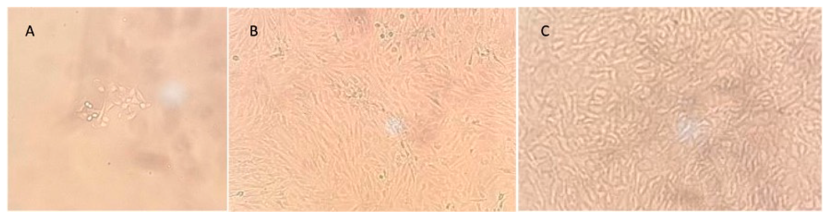 Reports 07 00062 g005