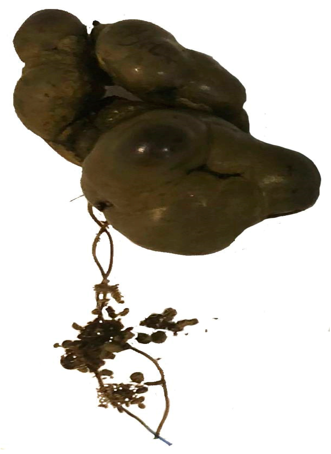 Reports 08 00082 g002 Reports 08 00082 g002