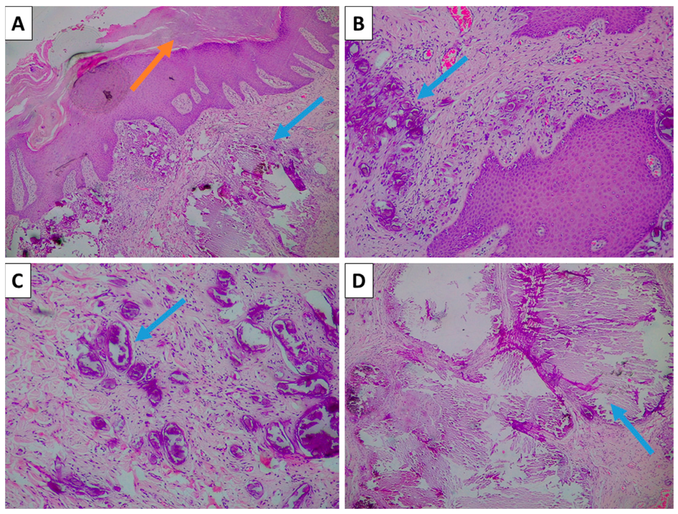 Reports 08 00248 g001