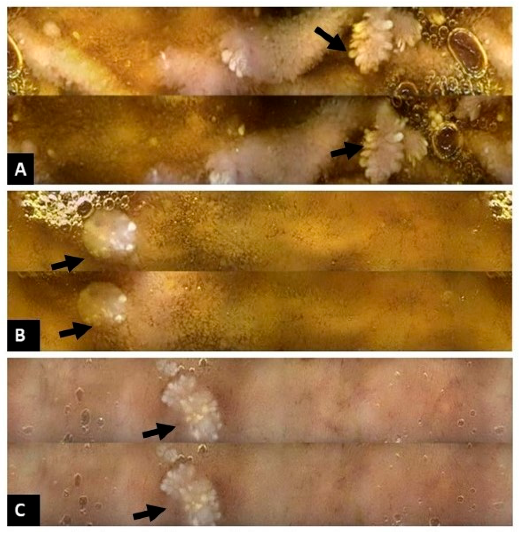 Reports 09 00021 g005