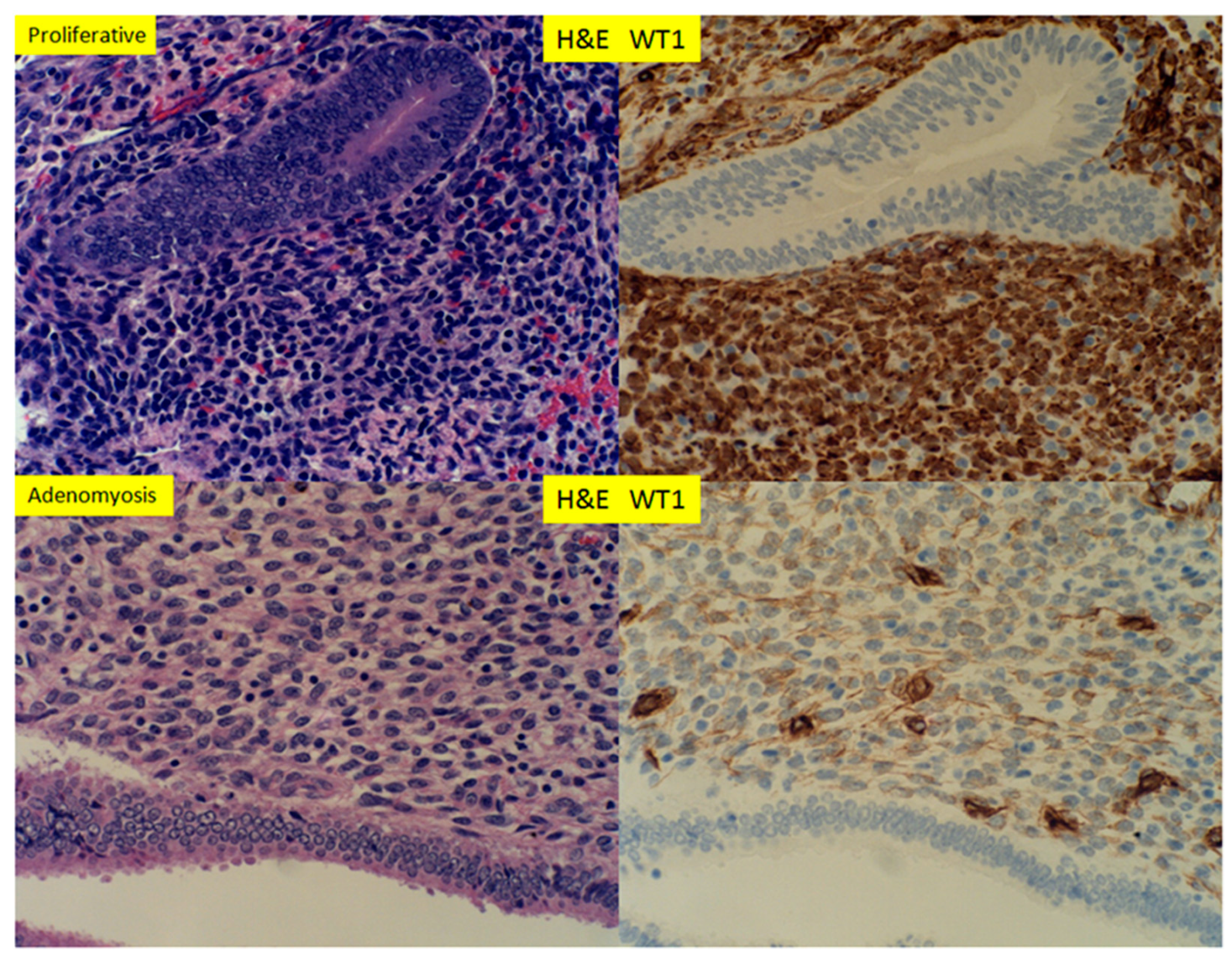 Reprodmed 01 00003 g003