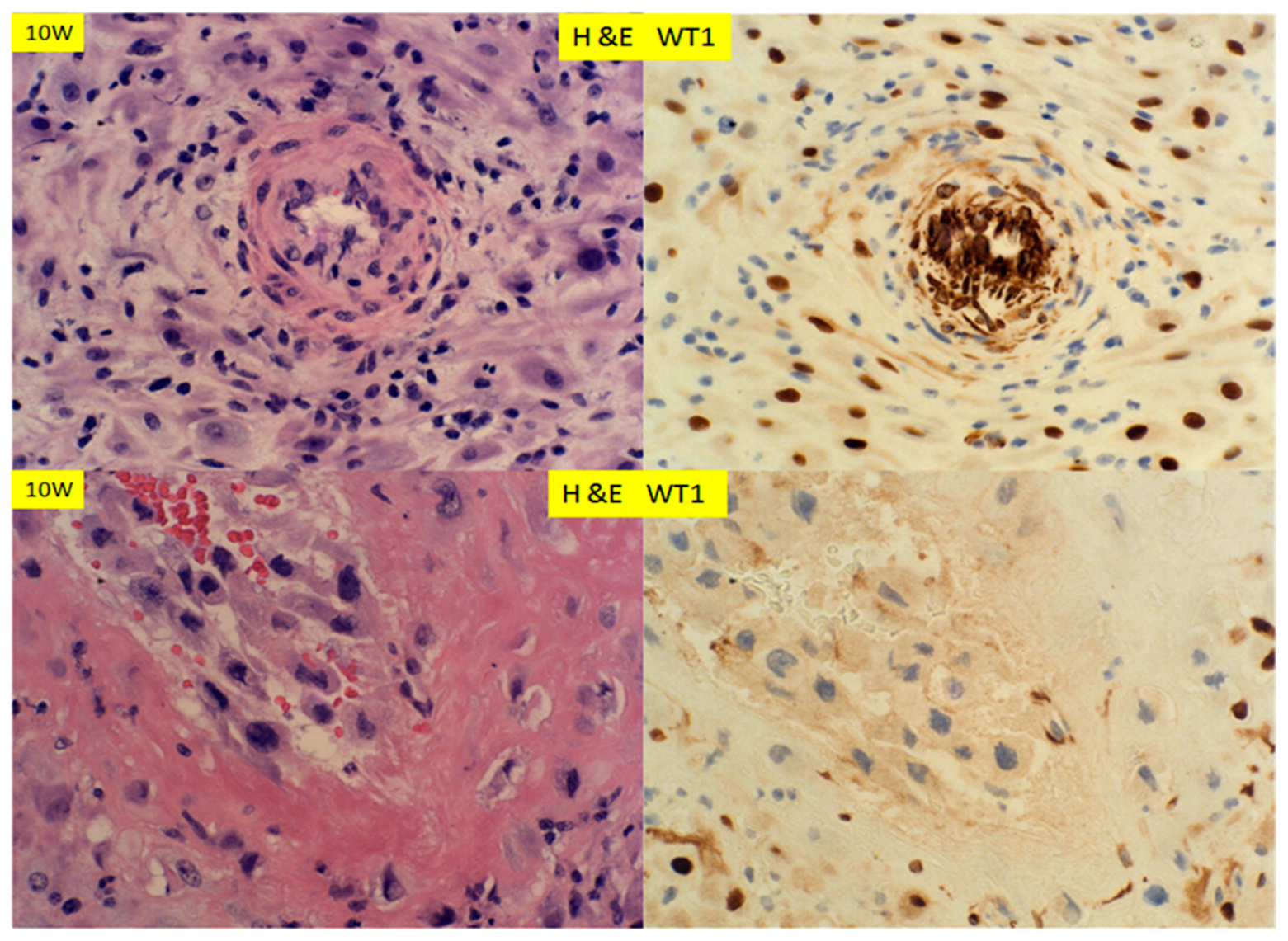 Reprodmed 01 00003 g005