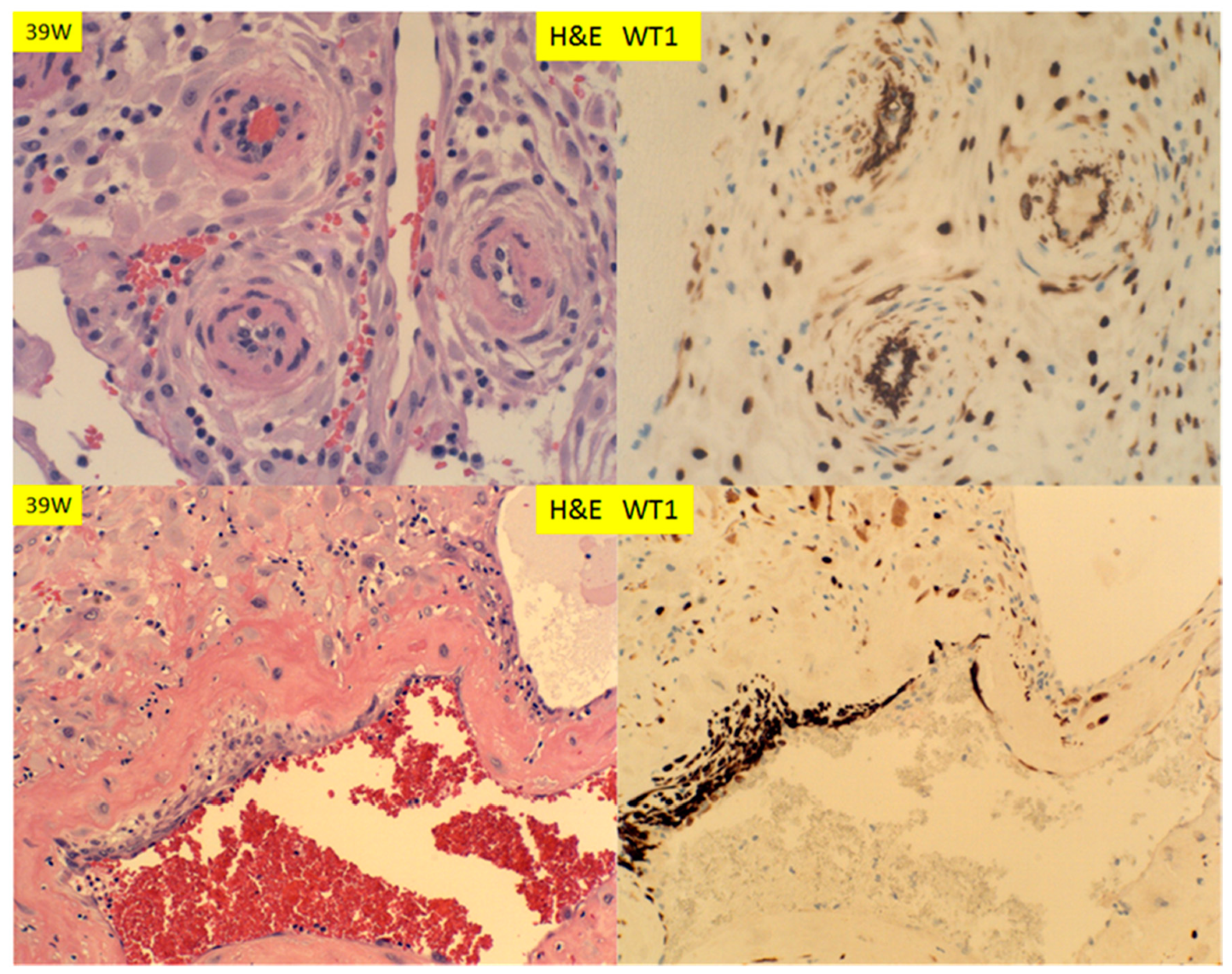 Reprodmed 01 00003 g007
