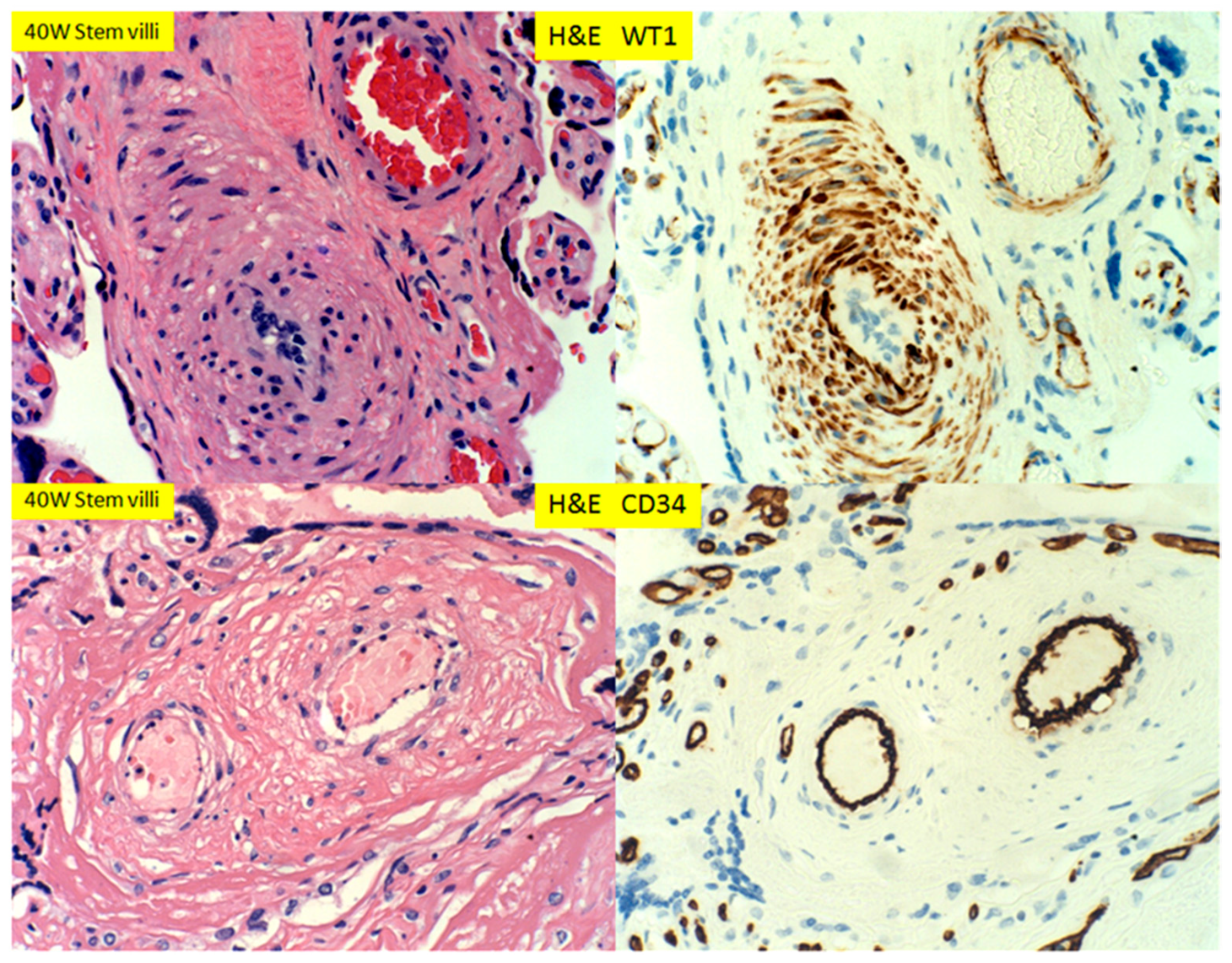 Reprodmed 01 00003 g010