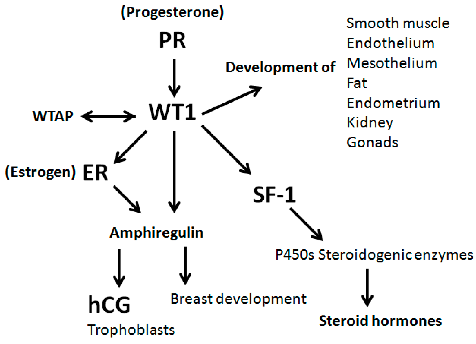 Reprodmed 01 00003 g012