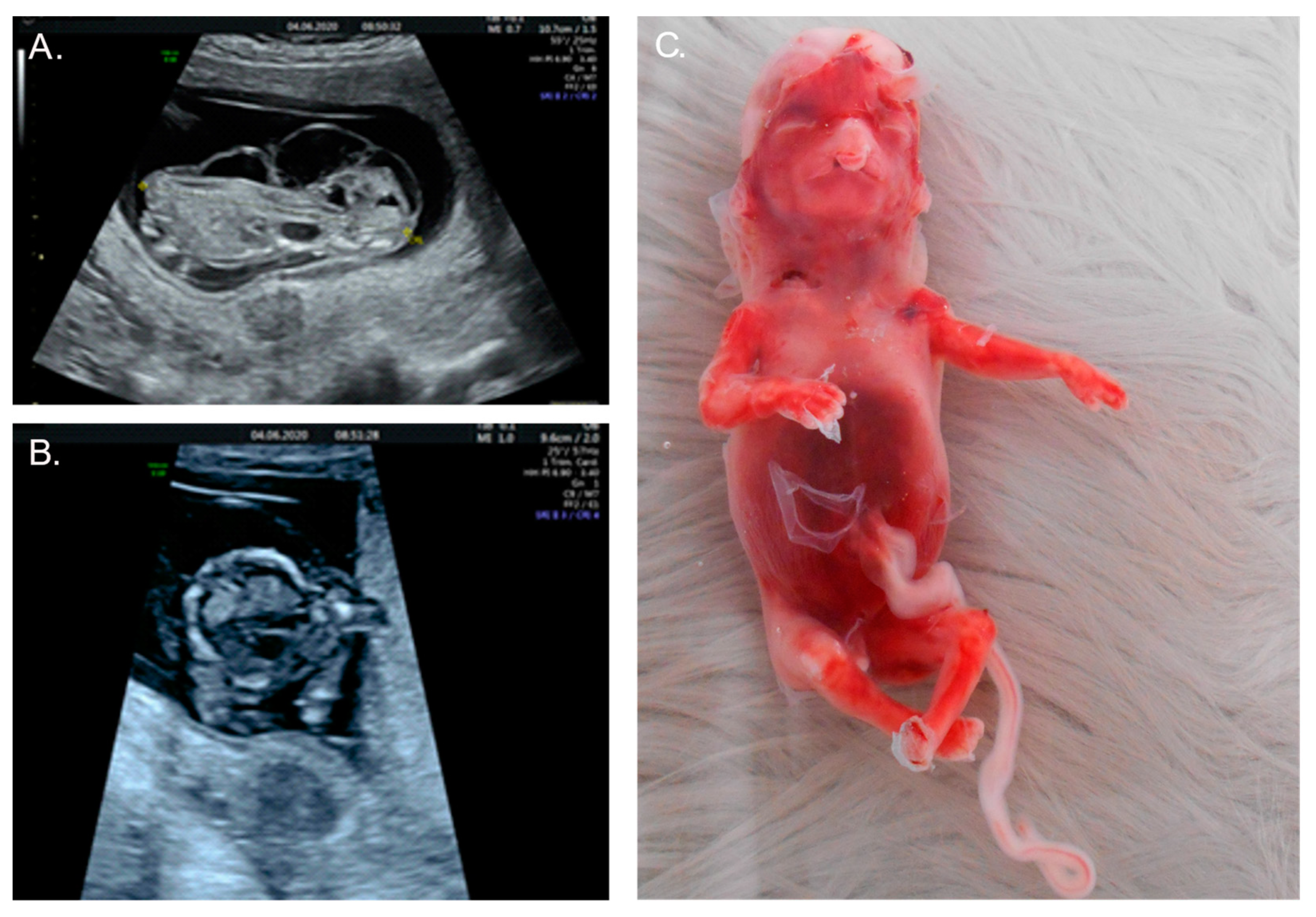 Reprodmed 03 00005 g004