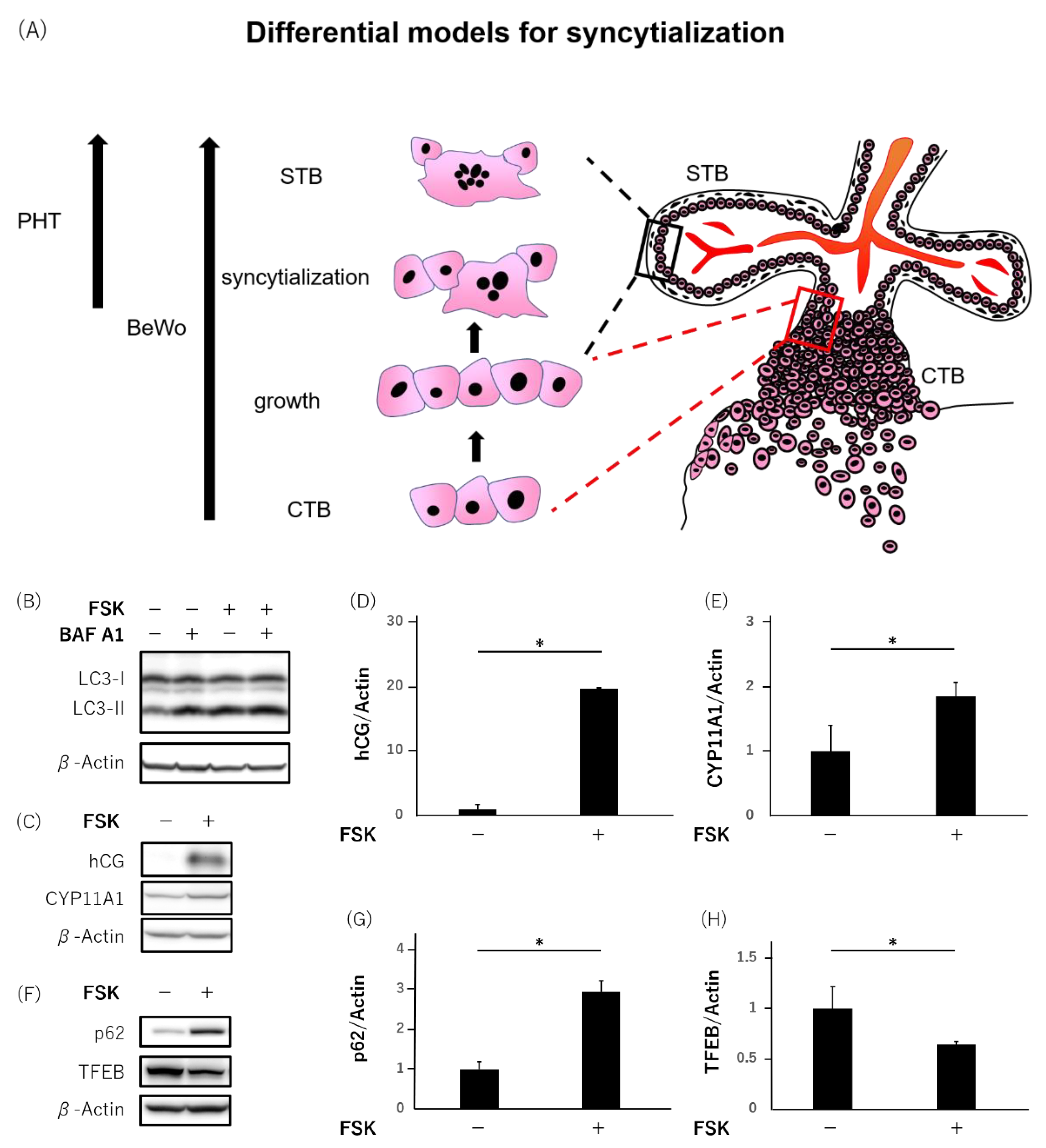Reprodmed 03 00010 g002