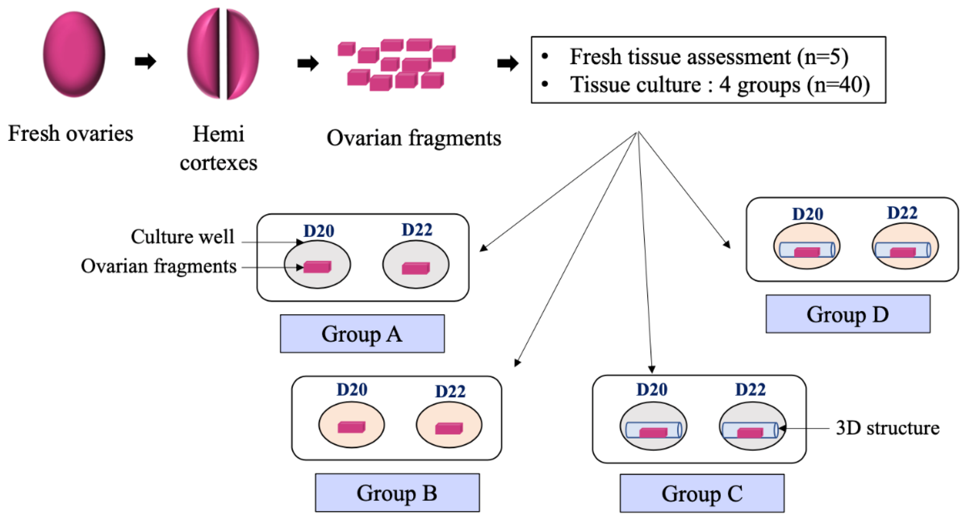 Reprodmed 04 00003 g001