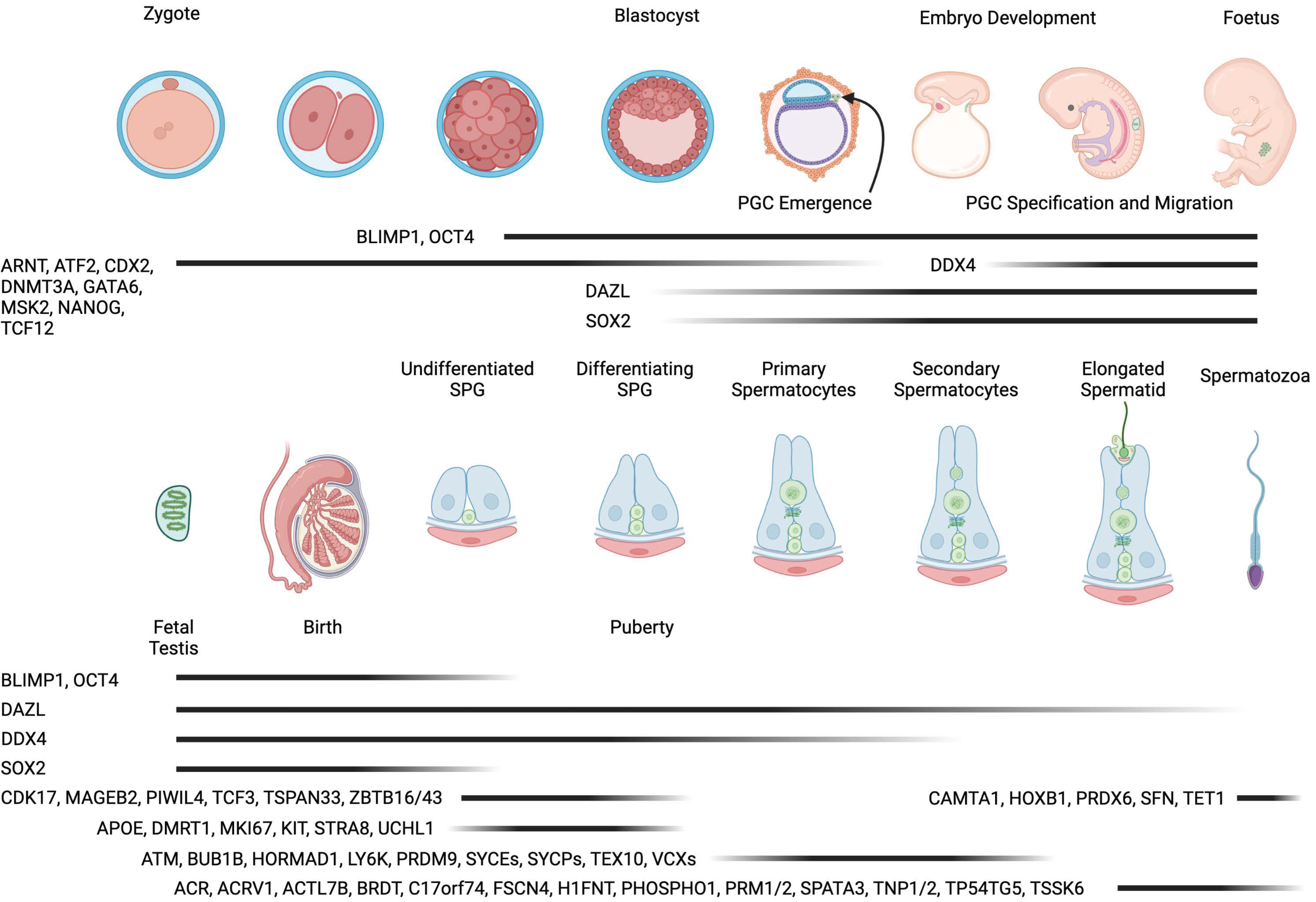 Reprodmed 04 00020 g001