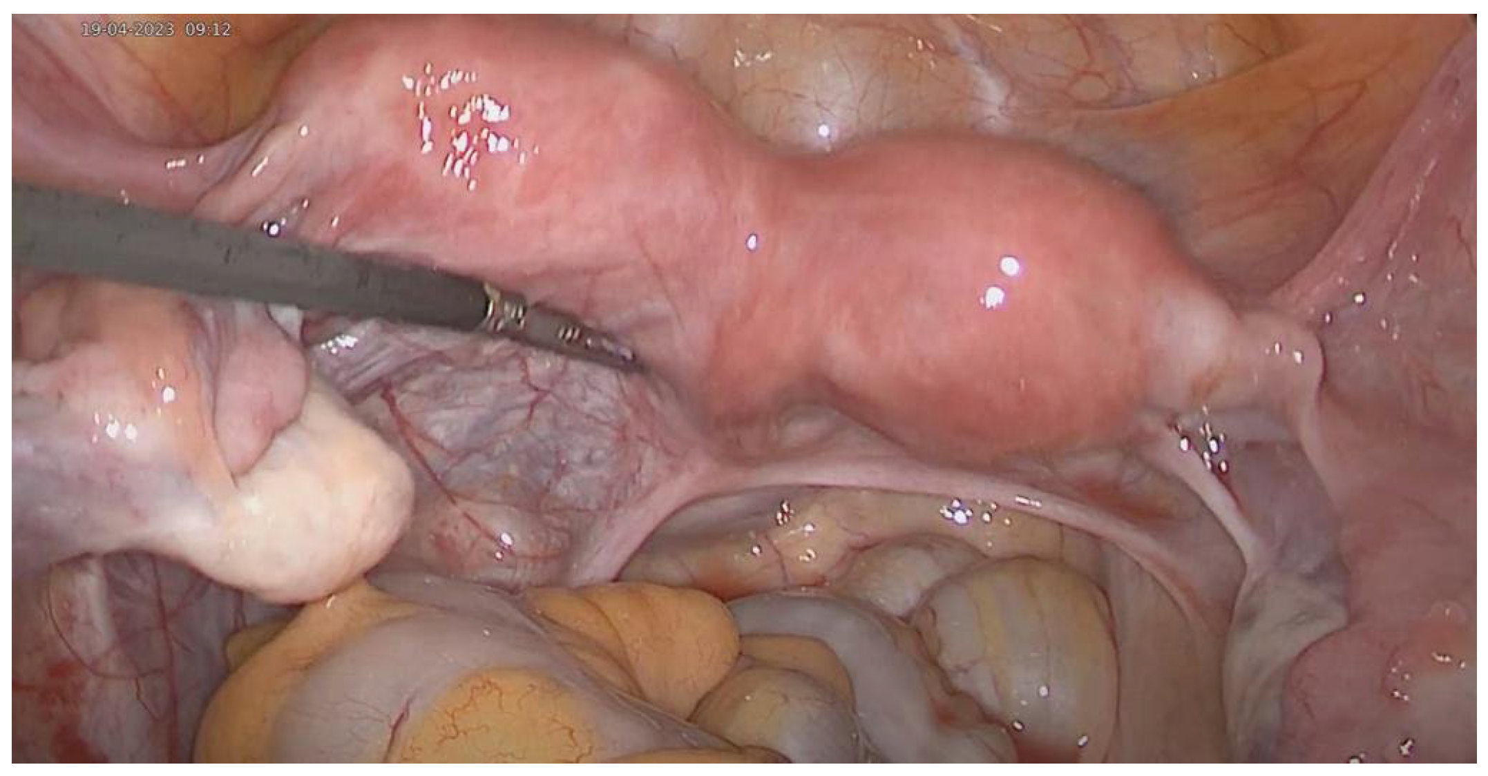 Reprodmed 05 00018 g002