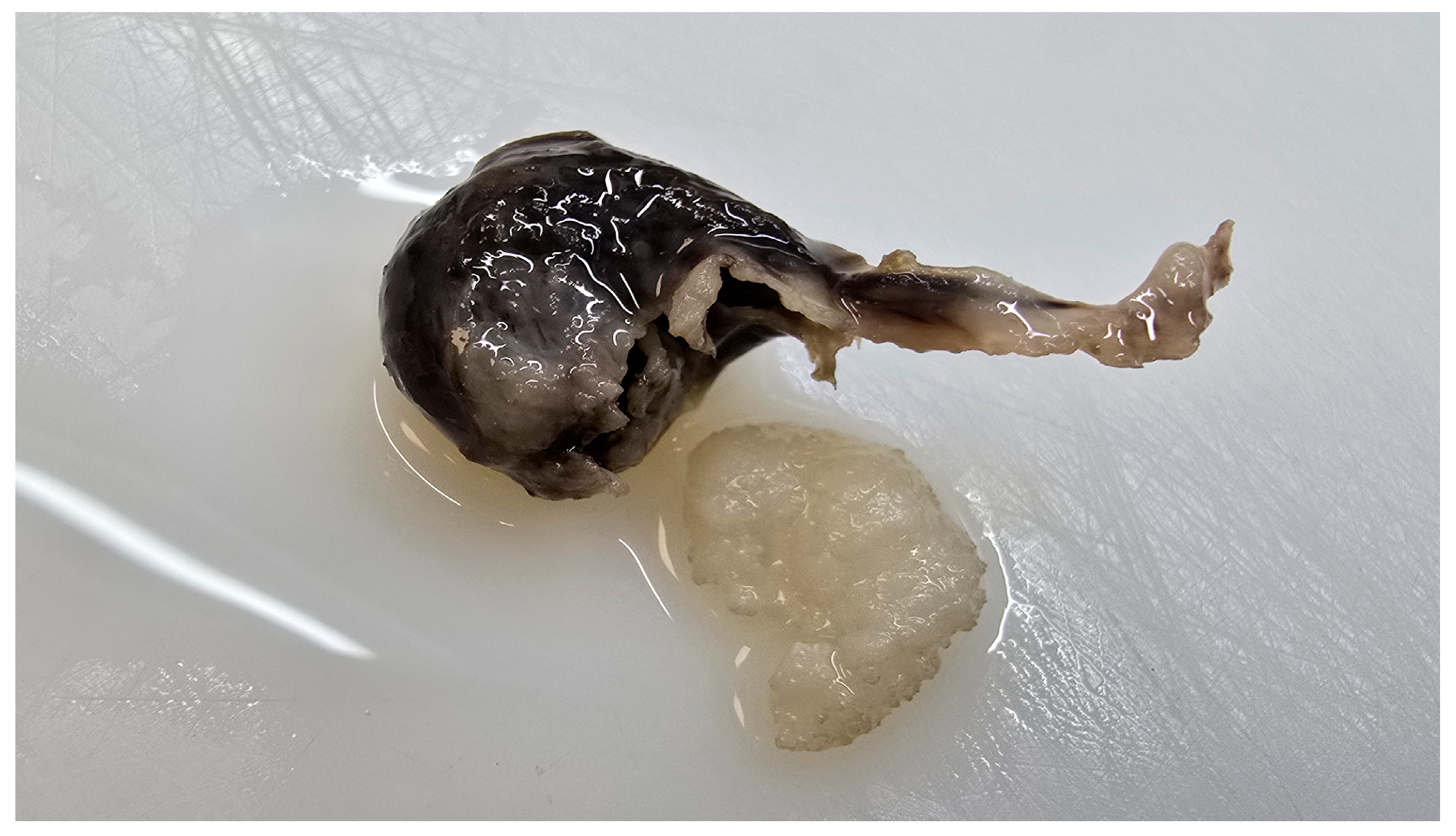 Reprodmed 06 00021 g003