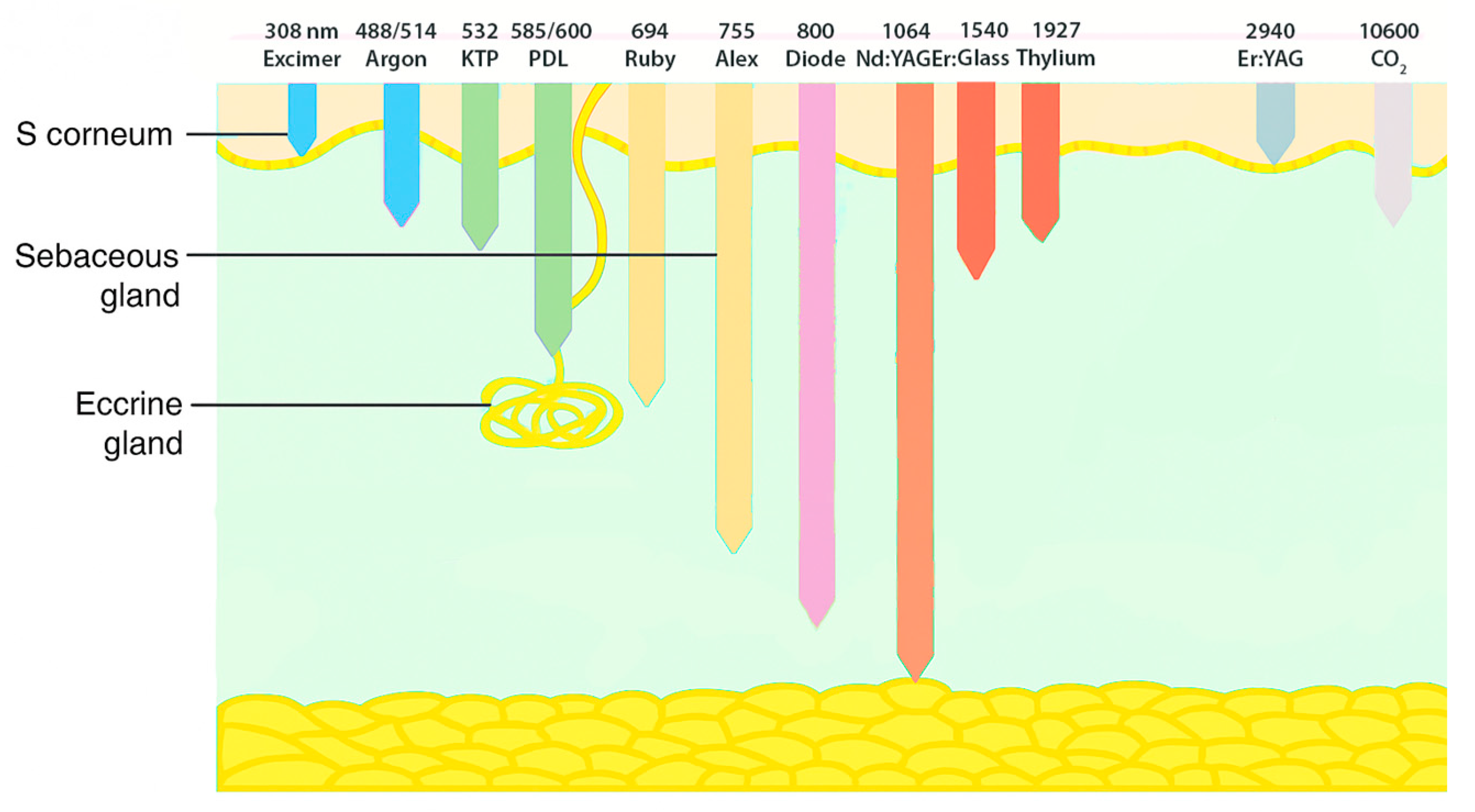 Reprodmed 06 00021 g005