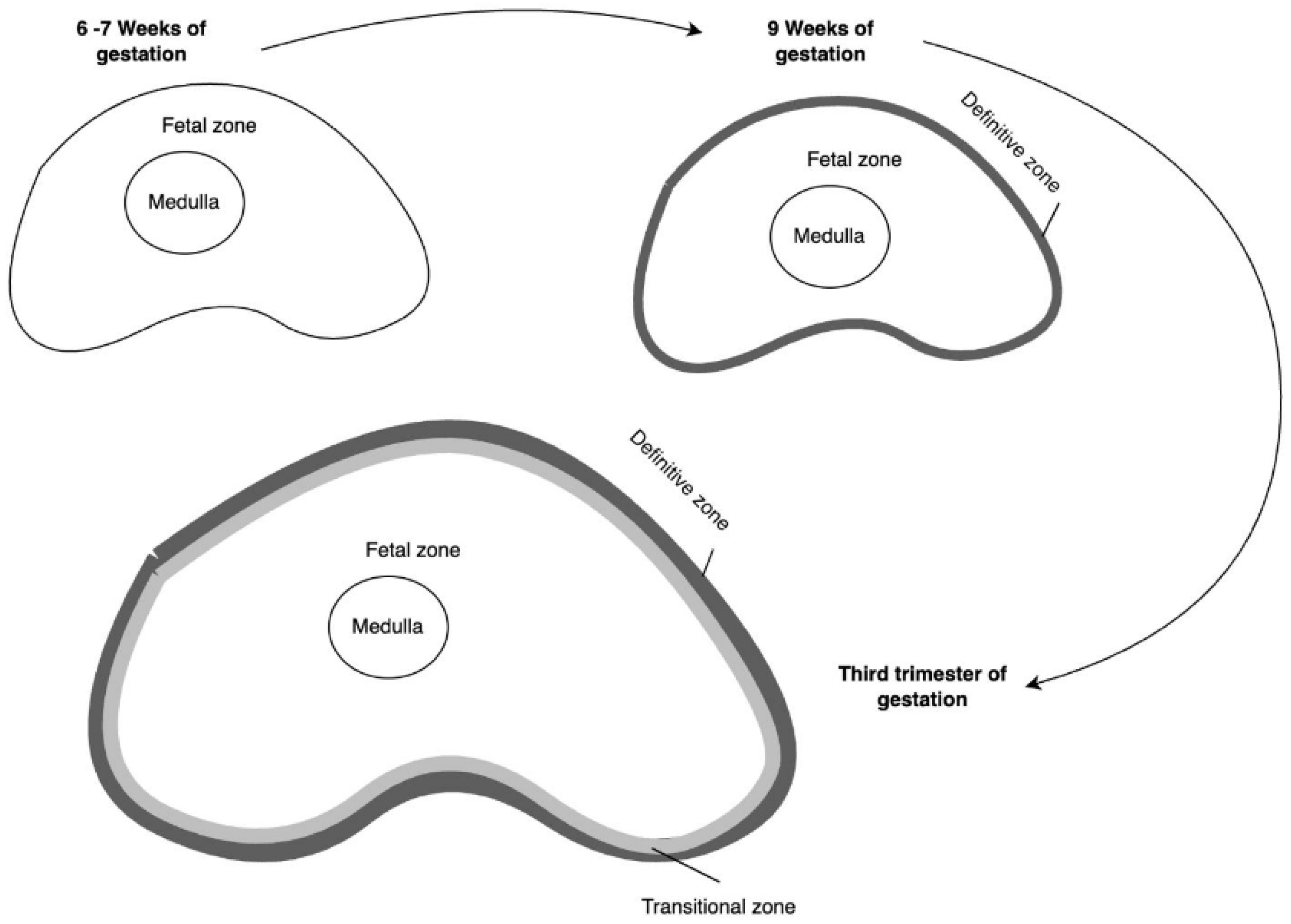 Reprodmed 06 00031 g002 Reprodmed 06 00031 g002