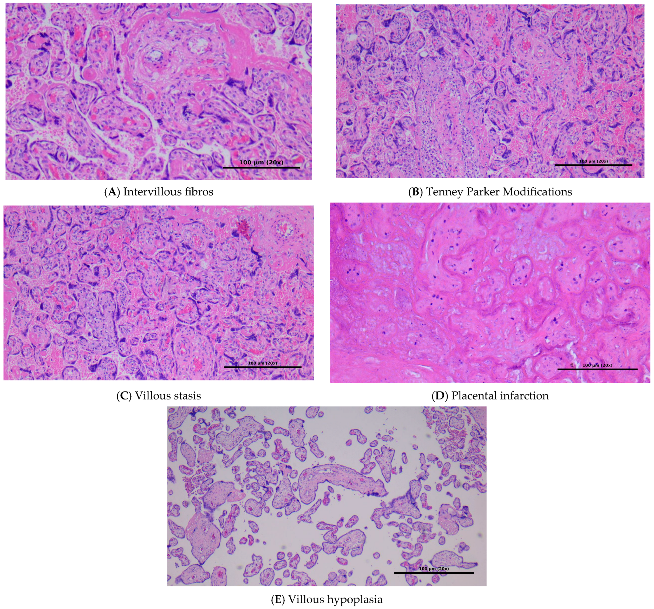 Reprodmed 06 00032 g001