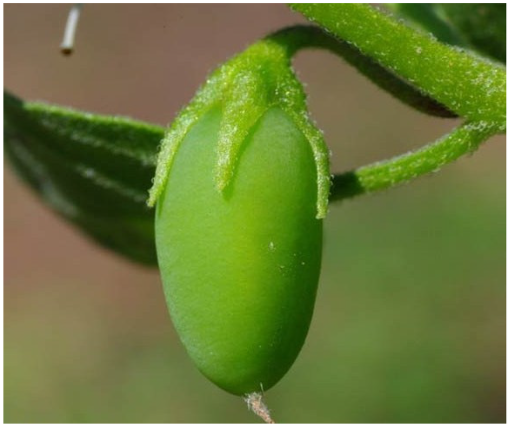 Solanum sisymbriifolium Lam., Arrebenta-cavalo (World flora) - Pl