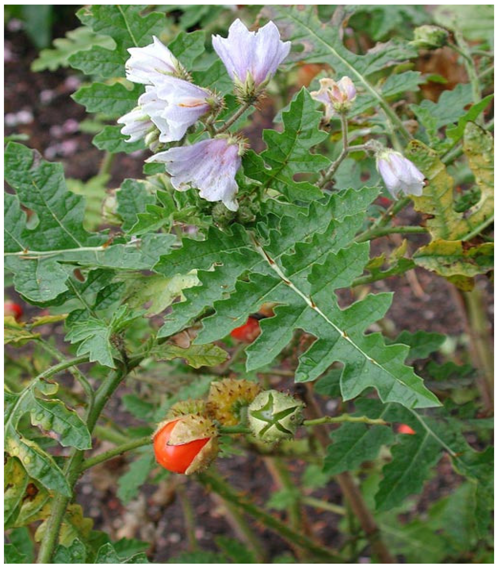 Solanum sisymbriifolium Lam., Arrebenta-cavalo (World flora) - Pl