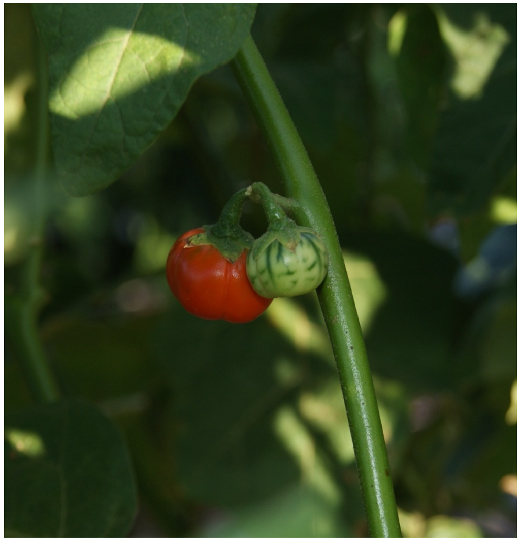 Solanum sisymbriifolium Lam., Arrebenta-cavalo (World flora) - Pl