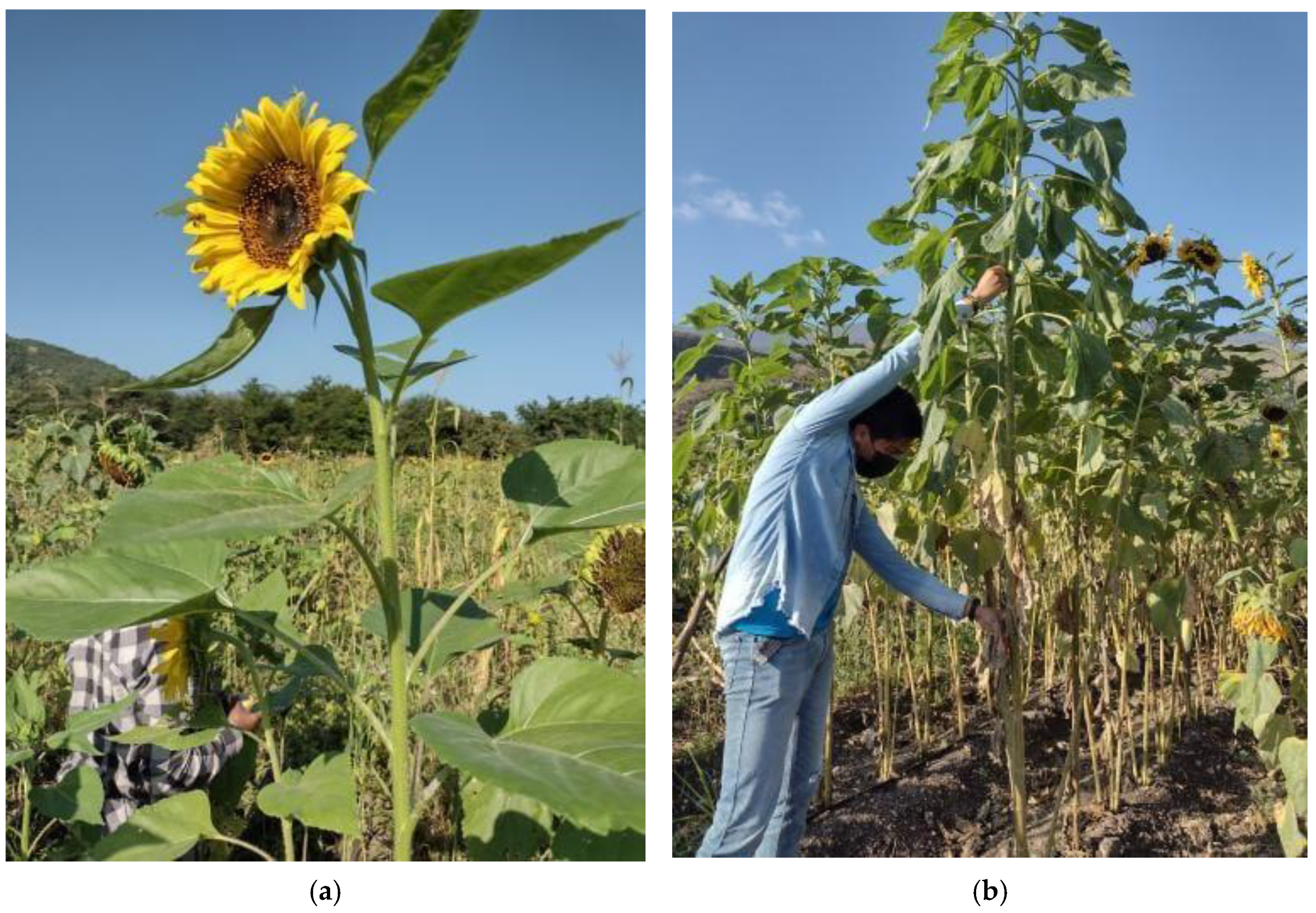 Resources 14 00121 g005