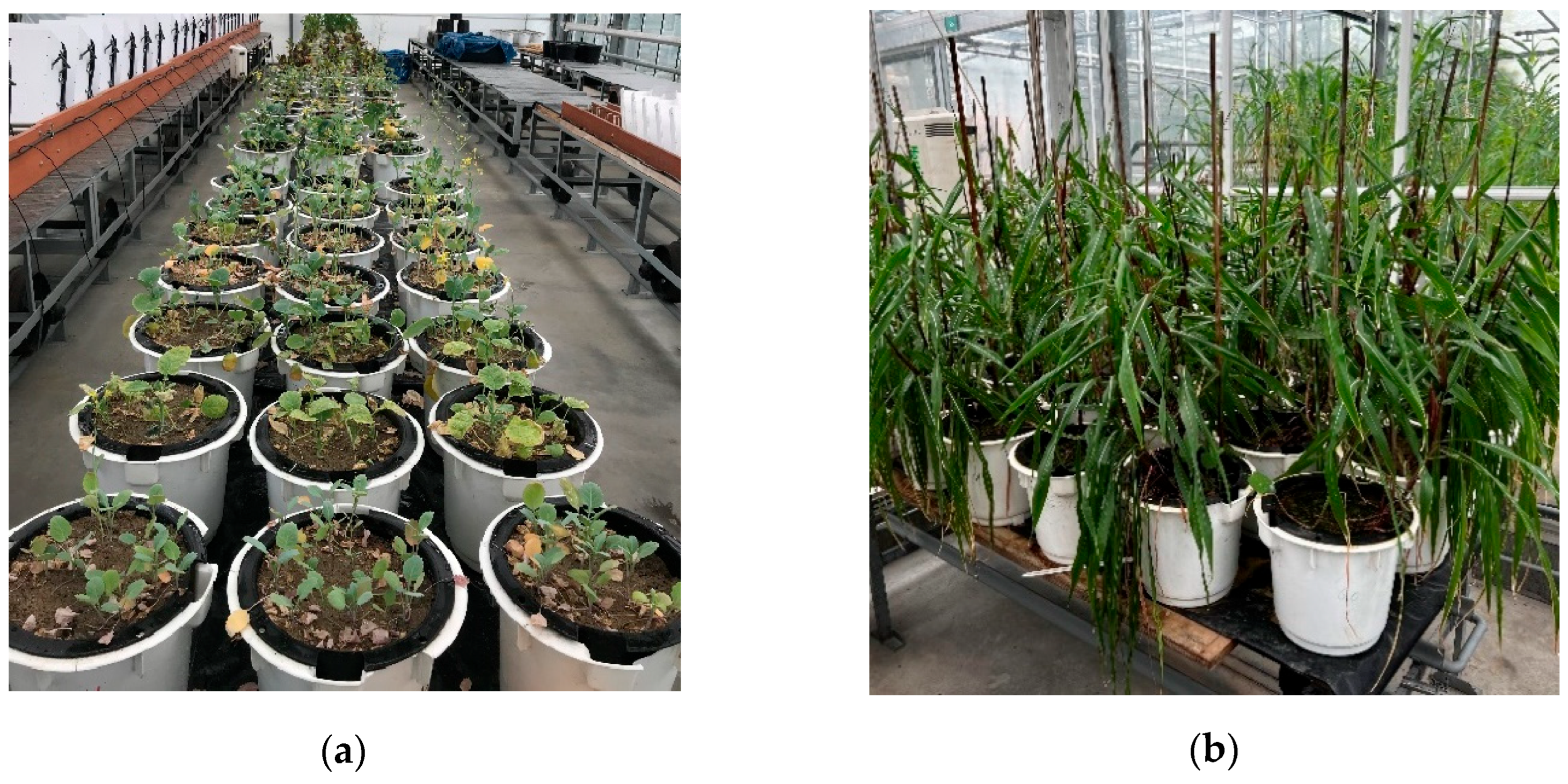 Resources 15 00010 g002 Resources 15 00010 g002